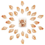 Natural Conch Shell Beads, Goldenrod, 40~65x20~25mm, Hole: 1~2mm, about 150g/box