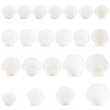 20Pcs 4 Style Natural Scallop Shells, for DIY Craft Beach Wedding Home Decoration Decoration or Serving Food, White, 61~107x51~109x2~3mm