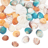 200G 4 Styles Dyed Natural Mixed Shell Beads Sets, Mixed Color, 24~45x20~42x6~10mm, hole: 1~2mm, 50g/style