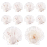 Natural Shell Display Decorations, White, 100~120x100~125x2~3mm