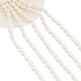 Natural Cultured Freshwater Pearl Beads Strands, Rice, Seashell Color, 7~9x6~7mm, Hole: 0.5mm, about 22~23pcs/strand, 7.09 inch(18cm), 5strands/box