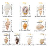 Natural Sea Shell Beads Kits,  Spiral Shell, Cowrie Shell, Trumpet Shell, Ark Shell, Snail Shell, Seashell Color, 7~40x3~22x3~15mm, 175g/box