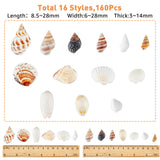 Natural Shell & Conch Decorations, for Vase Filler, Beach Theme Party, DIY Craft, Wedding Decor, Mixed Color, 8.5~28x6~28x3~14mm, 160pcs/box