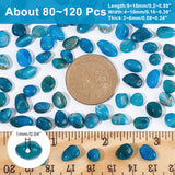 2 Strands Natural Apatite Beads Strands, Oval, 5~15x4~10x2~6mm, Hole: 1mm, about 40~60pcs/strand, 15.7''(39.88cm)