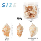 Natural Conch Shell Beads, Goldenrod, 40~65x20~25mm, Hole: 1~2mm, about 150g/box