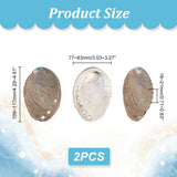 Natural Abalone Shell Display Decoration, for Fish Tank Landscaping Decoration, 109~117x77~83x18~21mm