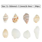 Natural Conch Shell Beads, Undrilled/No Hole Beads, Mixed Color, 244pcs/box