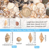 15 Style Spiral Shell Beads, Undrilled/No Hole Beads, Mixed Color, 5~22x3~15x1~12mm, 462~466pcs/box