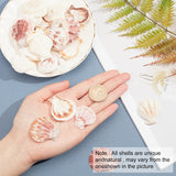 Natural Scallop Shell Beads, Sea Shell Beads, Undrilled/No Hole Beads, Creamy White, 36~43x32~39x7~8mm, about 120g/box