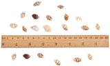 Natural Spiral Shell Beads, No Hole, Lemon Chiffon, 7~12x3~7x3~7mm, about 1400~1500pcs/box