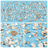 Natural Sea Shell Beads Kits,  Spiral Shell, Cowrie Shell, Trumpet Shell, Ark Shell, Snail Shell, Seashell Color, 7~40x3~22x3~15mm, 175g/box