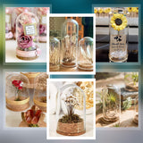 4 Sets Transparent Glass Dome Jar Cloche Display Cases, with Cork Pedestals, for Plants, Food, Candles Offic Home Decor, Arch, Clear, Finished Product: 37x78mm