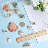 16Pcs 8 Styles Natural Shell Pendants, Shell Shape Charms with Golden Tone Loops, Shell Shape, 19~54x12~48x6~18mm, Hole: 1.2~3.6mm, 2pcs/style