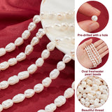 Natural Cultured Freshwater Pearl Beads Strands, Rice, Seashell Color, 7~9x6~7mm, Hole: 0.5mm, about 22~23pcs/strand, 7.09 inch(18cm), 5strands/box