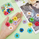 80Pcs 8 Colors Pressed Dried Flowers, for Cellphone, Photo Frame, Scrapbooking DIY and Resin Art Floral Decors, Mixed Color, 26~34x1mm, 10pcs/color
