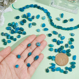 2 Strands Natural Apatite Beads Strands, Oval, 5~15x4~10x2~6mm, Hole: 1mm, about 40~60pcs/strand, 15.7''(39.88cm)