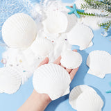 20Pcs 4 Style Natural Scallop Shells, for DIY Craft Beach Wedding Home Decoration Decoration or Serving Food, White, 61~107x51~109x2~3mm