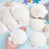 Natural Shell Display Decorations, White, 100~120x100~125x2~3mm