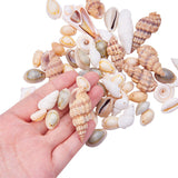 Natural Trumpet Shell Beads, Dyed, Mixed Shapes, Mixed Color, 16~45x8~27x8~27mm, Hole: 1~2mm, about 115~125pcs/box