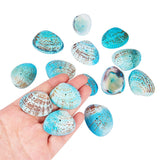 Dyed Natural Shell Beads, Aqua, 32~37x20~29x8~10mm, Hole: 1mm, about 30~40pcs/box