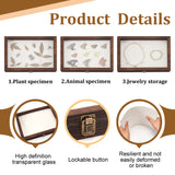 Wood Jewelry Presentation Boxes with White EVA Foam Mat Inside, Flap Cover Insect Specimen Display Case with Visible Acrylic Window, Rectangle, Coconut Brown, 31.2x22x4.7cm