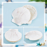 Natural Shell Display Decorations, White, 100~120x100~125x2~3mm