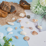 Natural Shell & Conch Decorations, for Vase Filler, Beach Theme Party, DIY Craft, Wedding Decor, Mixed Color, 8.5~28x6~28x3~14mm, 160pcs/box