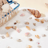 240Pcs Natural Conch Shell Beads & 45Pcs Shell Pendants, Mixed Color, 7~25x3~10x3~12mm, Hole: 1mm