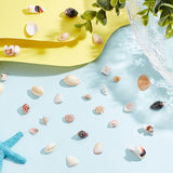 6 Styles Natural Shell Beads Display Ornaments, for DIY Craft, Home Decoration, Mixed Color, 5~16x3~13x1~9mm