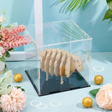 Transparent Acrylic Display Boxes, Dust-Proof Cases, with Black Base and 4Pcs Plastic Rings, for Models, Building Blocks, Doll Display Holders, Clear, 15.5~16x15.4~16.2x0.2cm, 10pcs/set