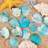 Dyed Natural Shell Beads, Aqua, 32~37x20~29x8~10mm, Hole: 1mm, about 30~40pcs/box