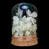 Glass Dome Cover, Decorative Display Case, Cloche Bell Jar Terrarium with Cork Base, Arch, Clear, 58x77.5~78.5mm