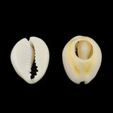 Natural Mixed Cowrie Shell Beads, Cowrie Shells, PapayaWhip, 10~17x7~11x3~6mm, about 800pcs/500g