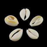 Natural Mixed Cowrie Shell Beads, Cowrie Shells, PapayaWhip, 10~17x7~11x3~6mm, about 800pcs/500g