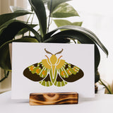 Insect Pattern Drawing Painting Stencils