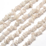 Natural Rainbow Moonstone Chip Bead Strands, 5~8x5~8mm, Hole: 1mm, about 31.5 inch, 10Strand/Set