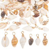 60Pcs 6 Styles Natural Mixed Shell Pendants, Shell Shape Charms, with Light Gold Tone Brass Loops, Mixed Color, 16~27x4~13x4~9mm, Hole: 3mm, 10pcs/style, 2Set/Set