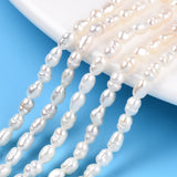 Natural Cultured Freshwater Pearl Beads Strands, Baroque Keshi Pearl Rice Beads, Seashell Color, 3~5x3~3.5mm, Hole: 0.7~0.8mm, about 38~39pcs/strand, 7.09 inch(18cm), 2Strand/Set