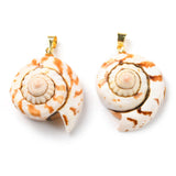 Natural Spiral Shell Red Lip Shell Pendants, Shell Charms with Golden Plated Brass Findings, Seashell Color, 22~29x19~24x11.5~14.5mm, Hole: 4.5x3.5mm, 10pc/Set