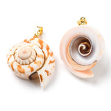 Natural Spiral Shell Red Lip Shell Pendants, Shell Charms with Golden Plated Brass Findings, Seashell Color, 22~29x19~24x11.5~14.5mm, Hole: 4.5x3.5mm, 10pc/Set