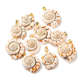 Natural Spiral Shell Red Lip Shell Pendants, Shell Charms with Golden Plated Brass Findings, Seashell Color, 22~29x19~24x11.5~14.5mm, Hole: 4.5x3.5mm, 10pc/Set