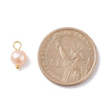 Natural Cultured Freshwater Pearl Charms, with Golden Brass Ball Head pins, Oval, Seashell Color, 10~12x5.5~7x4.5~6mm, Hole: 2.4~2.7mm, 10pc/Set