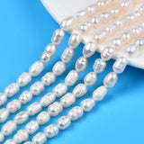 Natural Cultured Freshwater Pearl Beads Strands, Rice, Seashell Color, 8.5~12x6.5~7.5mm, Hole: 0.8mm, about 32~39pcs/strand, 13.82 inch~14.37 inch(35.1cm~36.5cm)