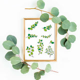 Globleland Eucalyptus Plant and Leaves Label Clear Silicone Stamp Seal for Card Making Decoration and DIY Scrapbooking