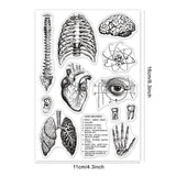 Globleland Human Body, Spine, Brain, Heart, Lungs Stamp Clear Silicone Stamp Seal for Card Making Decoration and DIY Scrapbooking